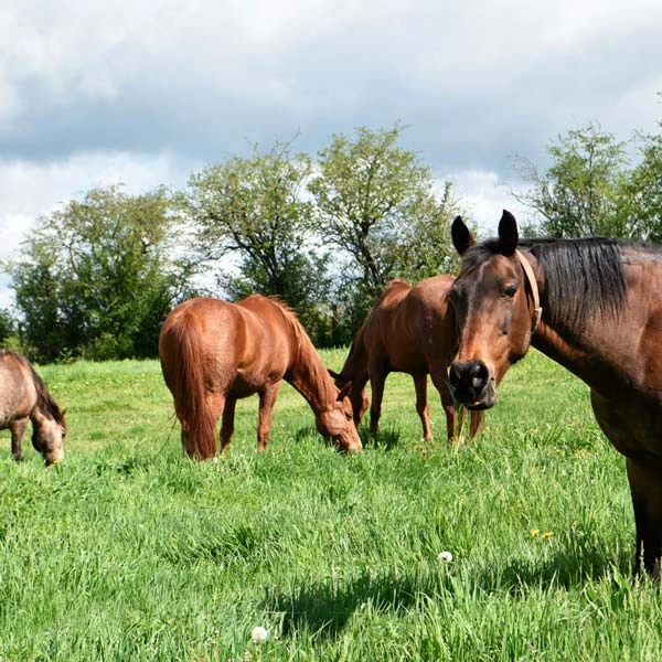 Pension pour chevaux à Charbonnières-les-Vieilles, Puy-de-Dôme