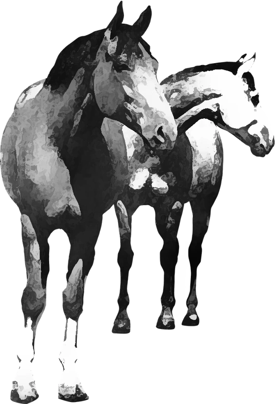Centre équestre Equifit Auvergne, Charbonnières-les-Vieilles — deux chevaux